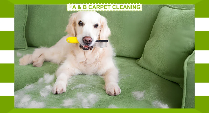How to Get Dog Hair Off Couch Using the Right Removal Method