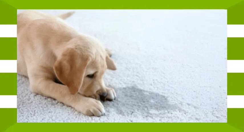 Carpet Cleaning for Pet Urine: How to Eradicate Stains and Odors