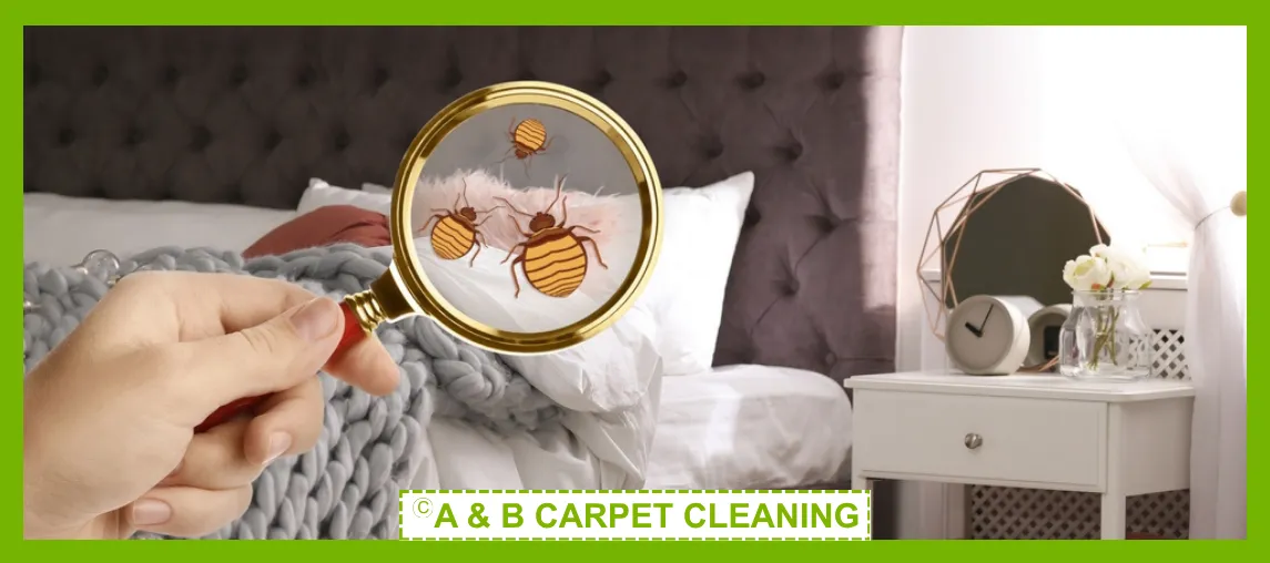 Bed Bug Treatment Image